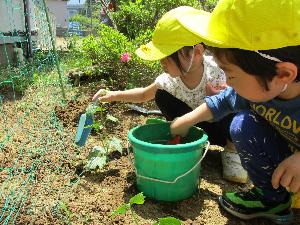 バケツの水をスコップですくってヘチマの苗に水をかける帽子をかぶった男の子と女の子