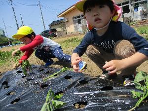 黒いマルチの穴にサツマイモの苗を植える2人の子どもの様子