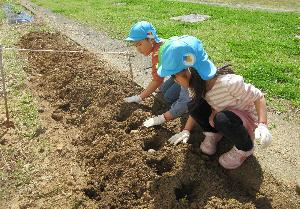 写真：子ども達が畑に種芋を植えているところ
