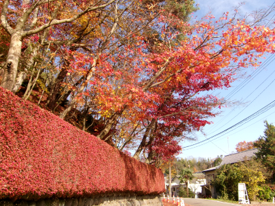 写真：11月27日の駐車場から正門に続く道路わきの紅葉。生垣は赤く紅葉していますが、その上に伸びる木の半分ほどが落葉しています