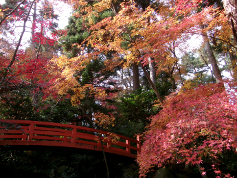 写真：11月27日の園内の様子。落葉せず紅葉が残る太鼓橋周辺。まだ紅葉を楽しめます。