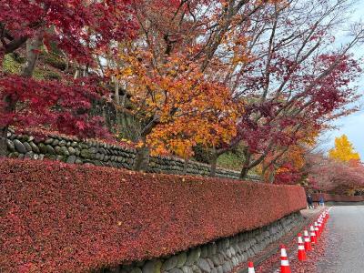 写真：11月25日の松雲山荘の駐車場から正門へ向かう道路。生垣もその後ろにある木も赤やオレンジ色に色づいています