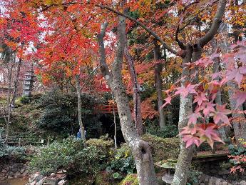 写真：11月25日の園内の様子。手前の木の葉が鮮やかな朱色に色づいています。奥にある朱色の太鼓橋とマッチしています