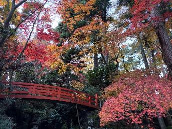 写真：11月25日の園内の様子。左下に朱色の太鼓橋があり、周辺の木々が赤・朱・黄色と鮮やかです。