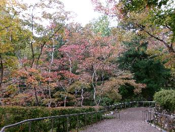 写真：11月2日の園内の様子。通路そばの木が赤く色づいています