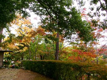 写真：11月8日の園内の様子。中央の木は緑色ですが、周辺の木は黄色や赤色に色づいています