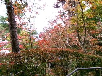 写真：庭園の上部から入口付近を臨んだ様子。手前の低木も、奥に見える入り口付近の木も赤く色づいて見えます。、