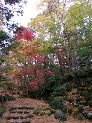 写真：11月20日の園内。石垣の上に黄葉した木があり、その中に1本、真っ赤に紅葉した気があります