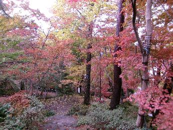 写真：11月20日の園内。庭園上部から園内の紅葉した木々を見下ろすように撮影したもの