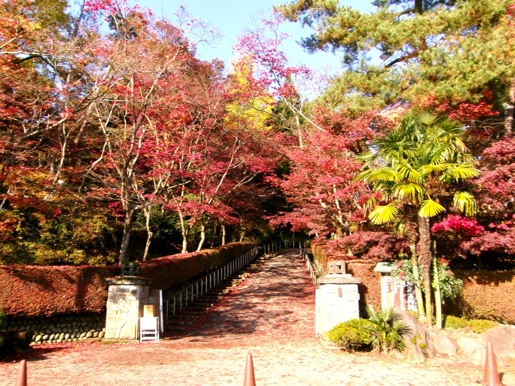 写真：11月20日の松雲山荘正門。正面の木々は赤く紅葉し、中央の園路は散り落ちた葉が赤い錦のじゅうたんのようです。