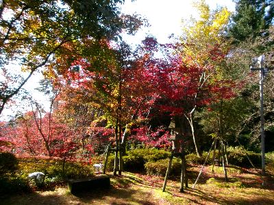 写真：11月20日の園内の様子。黄色や赤色の紅葉が鮮やかです。苔の上には散ったモミジが広がっています