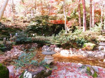 写真：11月20日の園内の様子。中央に池泉と雪見灯籠があり、その奥に赤い太鼓橋が見えます。雪見灯篭の周りには赤い散りモミジが広がっています。