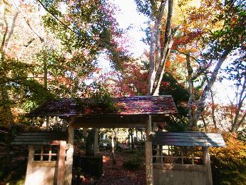 写真：11月20日の園内の様子。庭門の屋根に散ったモミジが広がっています