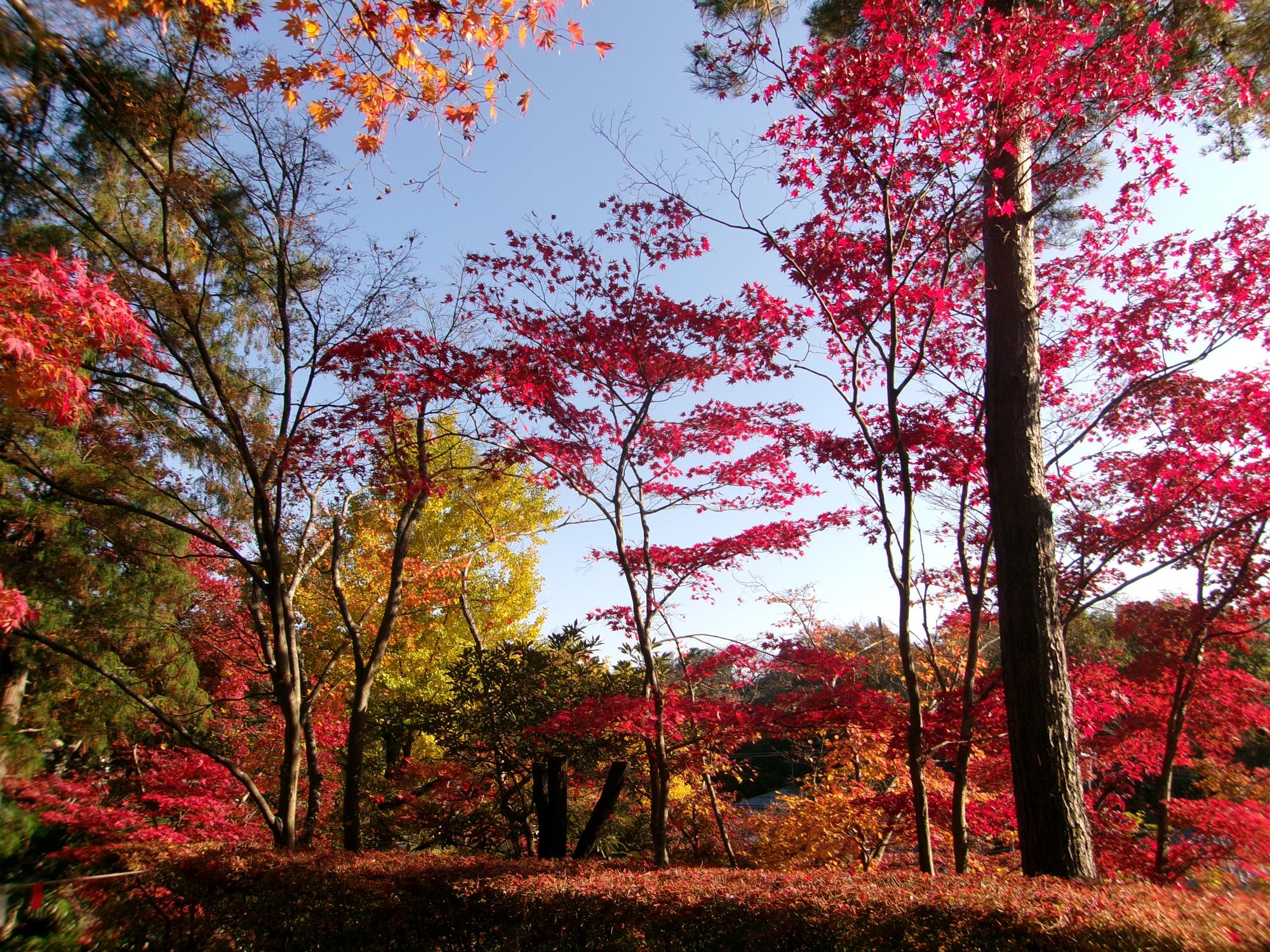写真：11月20日の園内の様子。赤色や黄色が鮮やかな紅葉が写真一面に広がっています。