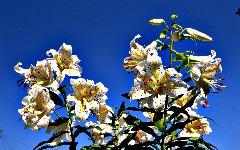 ヤマユリ（柏崎市の花）の写真