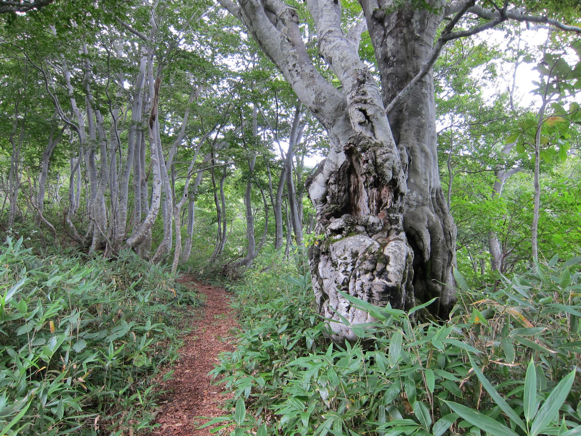 登山道途中のブナの原生林