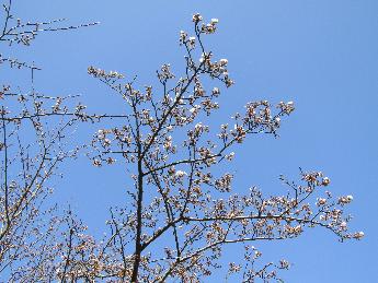 写真：枝先に数輪ほど、桜の花が開いています。