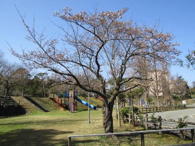 写真：赤坂山公園入口の桜。咲き始めたばかりです。