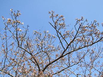 写真：桜の枝先に大きくつぼみが膨らんでいます