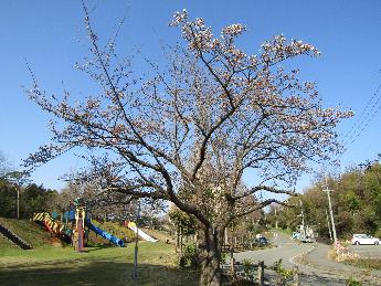 写真：赤坂山公園入口の桜。上部の枝先の一部に咲いた花が多くみられます