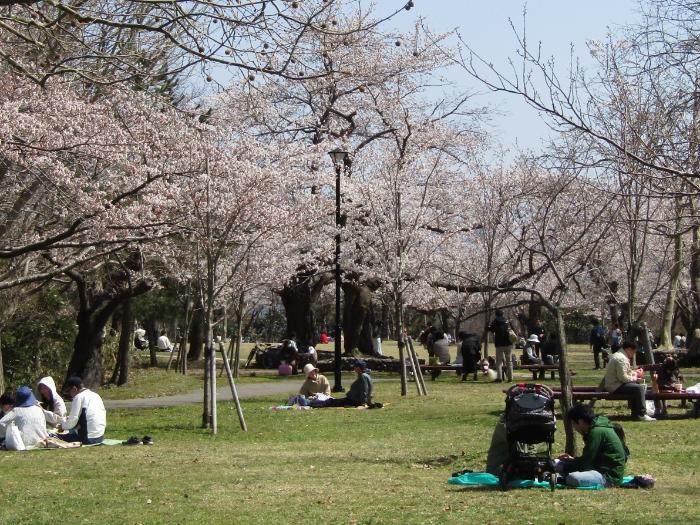 写真：4月2日の赤坂山公園芝部広場の様子。桜の下でレジャーシートを広げたり、散歩しながらお花見をしたりする多くの市民がいます