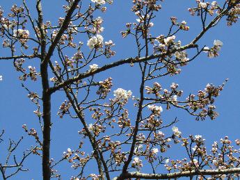 写真：桜の枝先を大きく映したもの。開いた花がちらほら見えます