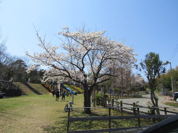 写真：4月2日の赤坂山公園入口の桜（標準木）。下の枝までほとんどの花が開いています。