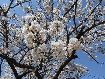写真：赤坂山公園標準木の枝のアップ写真。ほとんどの花が開花しています。