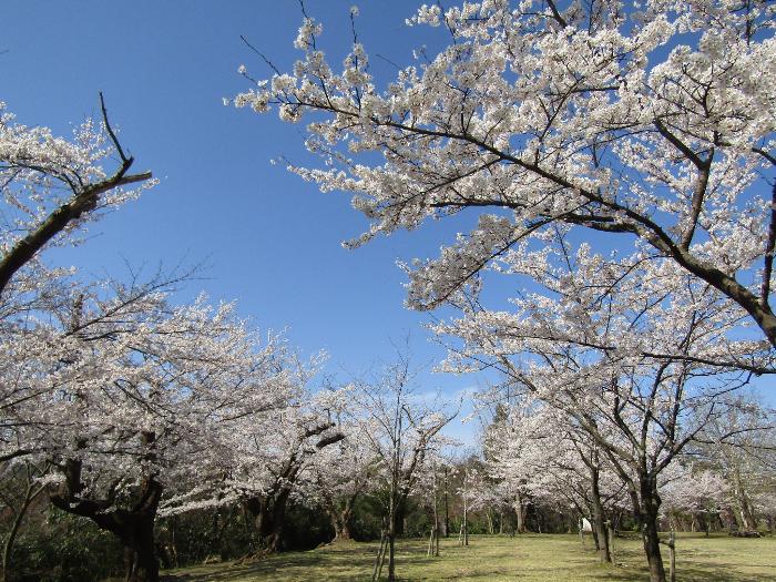 写真：赤山公園の芝生広場を取り囲むように植えられた桜が満開を迎えました。