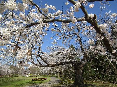 写真：赤坂山公園の満開の桜。奥に新潟病院が見えます