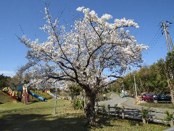 写真：4月2日の赤坂山公園の標準木。満開です