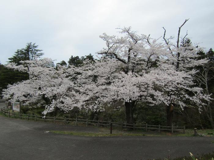 写真：赤山公園入口から松雲山荘方面に咲くソメイヨシノ。見頃です
