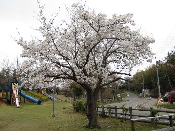 写真：赤坂山公園の標準木。小さな枝が隠れるほど、満開です。
