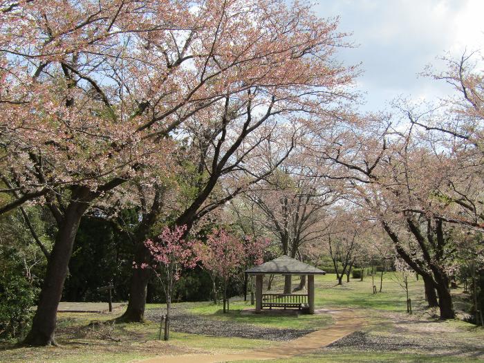写真：赤坂山芝生広場のソメイヨシノは散り始めましたが八重桜が咲いています。中央に東屋があります。