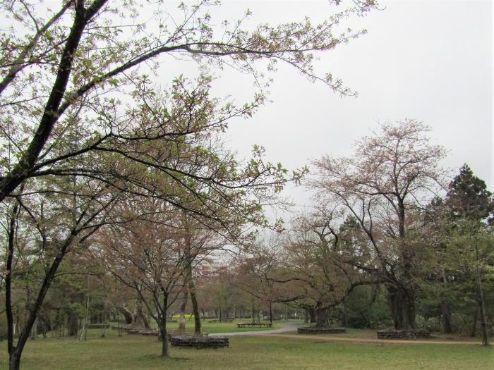 写真：赤坂山公園芝生広場のソメイヨシノ。ほぼ葉桜の状態です。