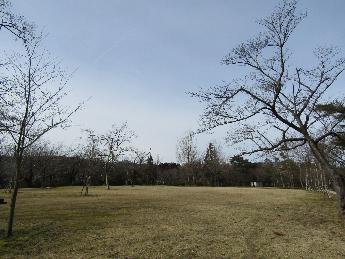 写真：赤坂山公園の芝生広場の様子。桜のつぼみは硬い状況です