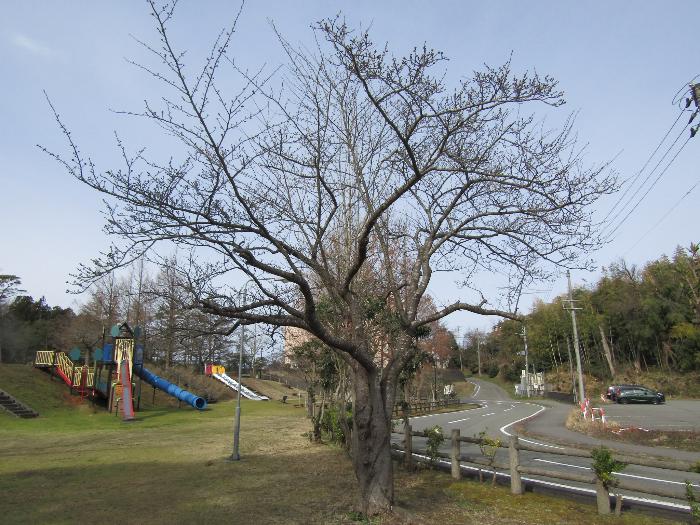 写真：赤坂山公園の桜の標準木。