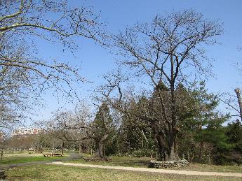 写真：赤坂山公園の芝生広場。どの桜の木もつぼみの状態です