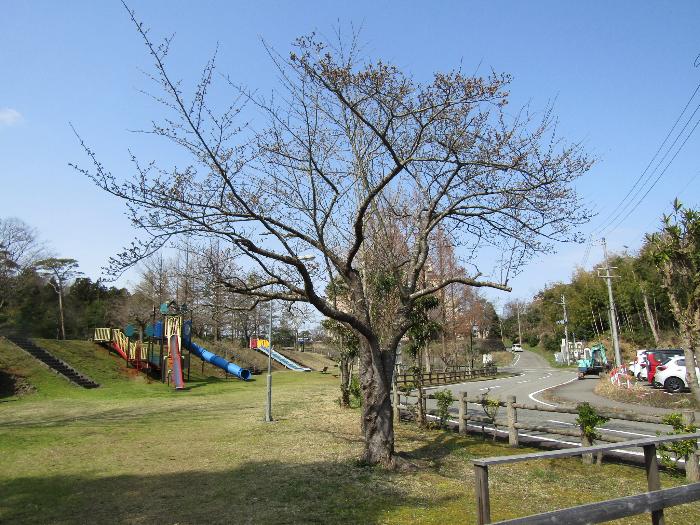 写真：赤坂山公園の桜の標準木。枝先につぼみがついていますが、固く閉じられています