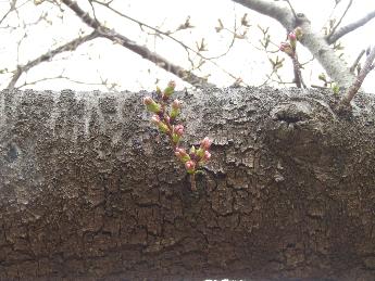 写真：赤坂山公園の桜の木。幹から伸びた枝についたつぼみが膨らみ、薄桃色の花びらが見え始めました