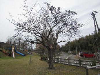 写真：赤坂山公園の桜の標準木。4月3日現在、まだ、つぼみの状態です