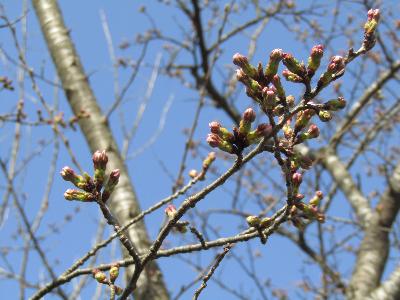 写真：赤坂山公園の桜の枝先。膨らんだつぼみが目立ち始め、ピンク色をした花びらが見えるようになりました