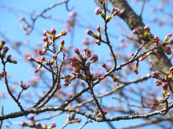 写真：4月5日の赤坂山公園内の桜の枝先。つぼみが大きく膨らみ、ピンク色をした花びらが見えるようになりました