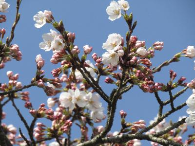 写真：咲き始めたサクラの花とつぼみ。