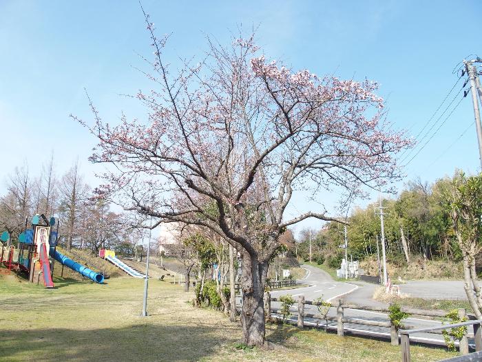 写真：4月7日の赤坂山公園の標準木。上部の枝のサクラが咲き始めています