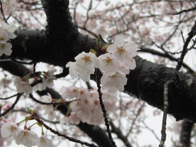 写真：赤坂山公園の桜の木。ほぼ満開となっています