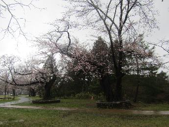 写真：赤坂山公園芝生広場の中央付近。七分咲きから満開の状態です