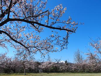 写真：4月10日の赤坂山公園の芝生広場。満開の桜並木と澄み切った青空。奥に残雪を抱いた米山も見えます