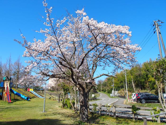 写真：4月10日の赤坂山公園標準木。青空に、満開の桜が一層際立ちます