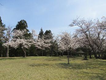 写真：4月11日の赤坂山公園の芝生広場。写真に写る10本ほどの桜が満開です。